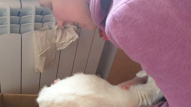 Кормление козленка в первый месяц/2 дня от роду козленку