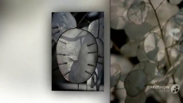 Lunaria - garden plants смотреть онлайн