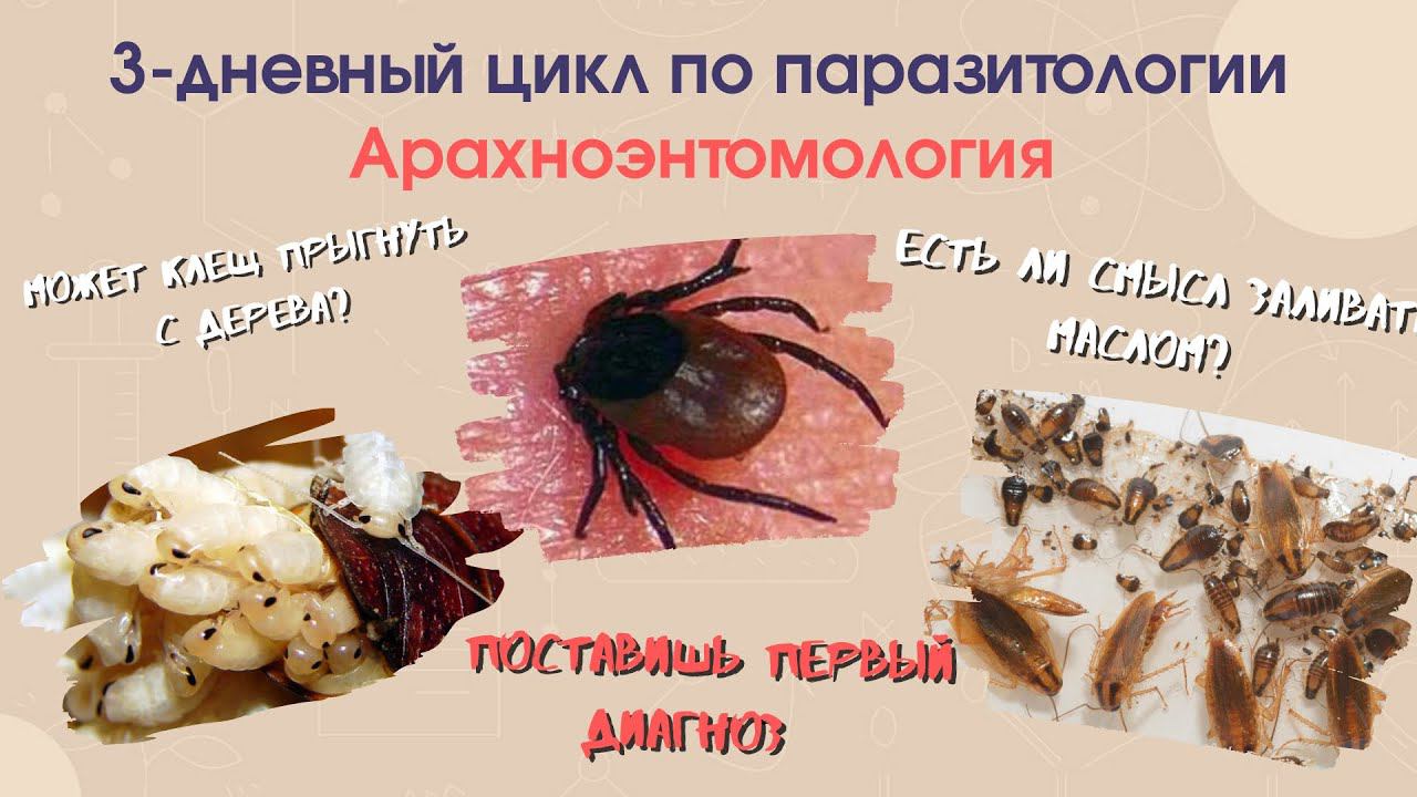 Арахноэнтомология