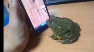 ОРУЩИЕ ЛЯГУШКИ 2020 #2!  ЛЯГУШКА СЪЕЛА ЧЕЛОВЕКА!!!