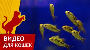 Видео для Кошек - Желтые рыбки (Развлеки своего кота)