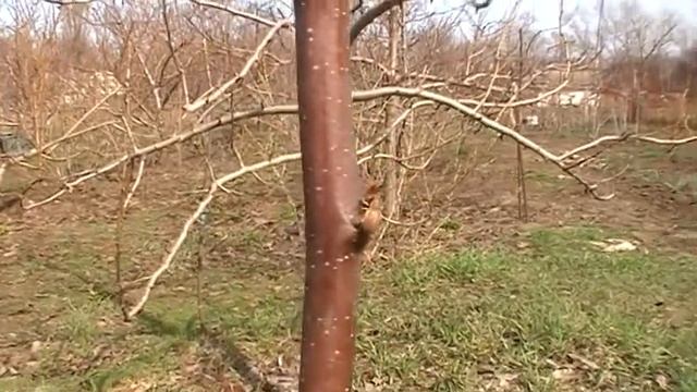 Шкідники атакують сад. Прийшов час обробляти сади від шкідливих комах. смотреть онлайн