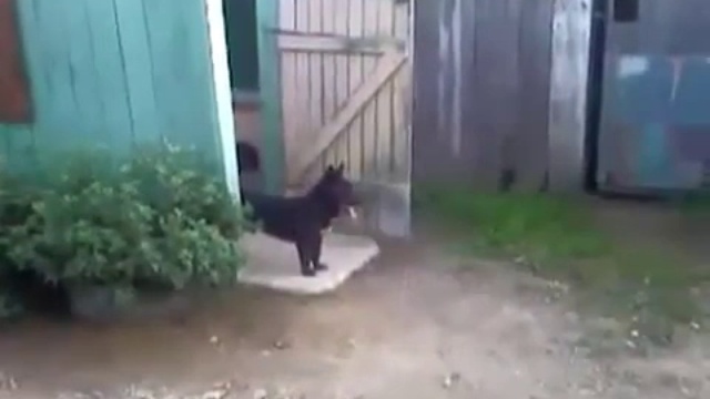 Собака на охране объекта смотреть онлайн