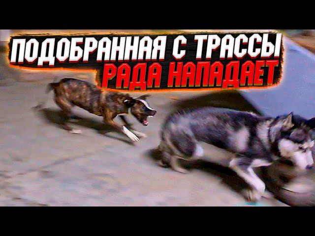 Рада с трассы оперилась! Тузик стал тонуть. Откуда пес немец оказался на трассе? Фотосессия.