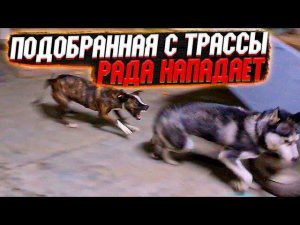 Рада с трассы оперилась! Тузик стал тонуть. Откуда пес немец оказался на трассе? Фотосессия.