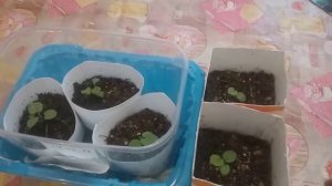 ПЕЛАРГОНИЯ Посадка семян горячим способом