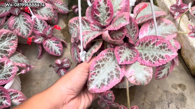 READY EPIZCIA CLEO PATRA || SI SULTAN EPIZCIA смотреть онлайн