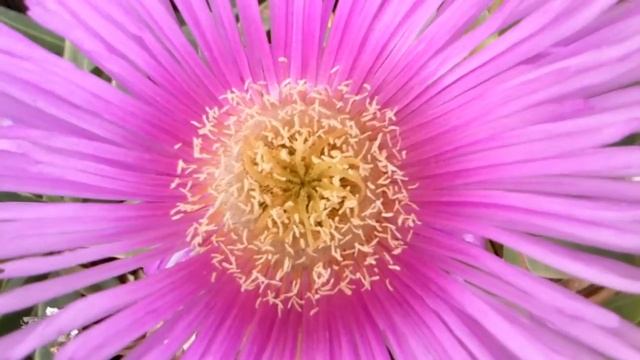 Carpobrotus. смотреть онлайн