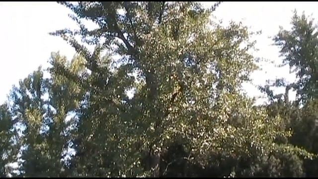 Гинкго - билоба двухлопастный, виды дерева ... смотреть онлайн