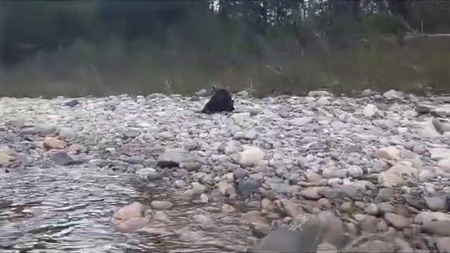 охота на медведя, карабин скс вепрь 7.62х39, атака медьведя