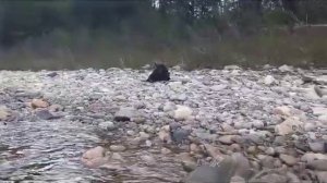 охота на медведя, карабин скс вепрь 7.62х39, атака медьведя