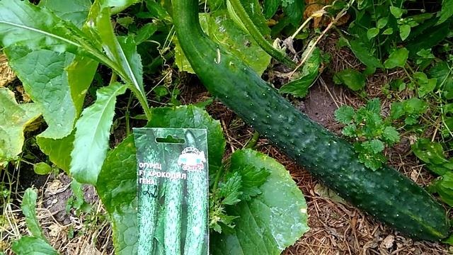 Огурец крокодил Гена 18.08.2019 смотреть онлайн