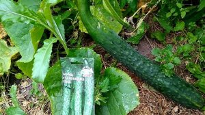 Огурец крокодил Гена 18.08.2019