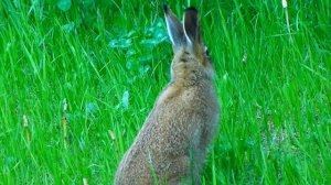 Заяц. Как позвать зайца?