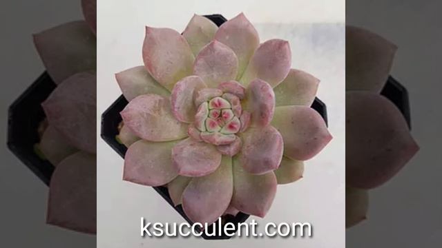 Korean succulents смотреть онлайн