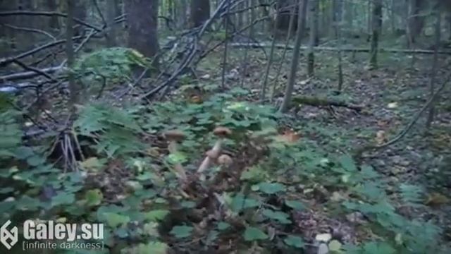 Торфяные болота смотреть онлайн