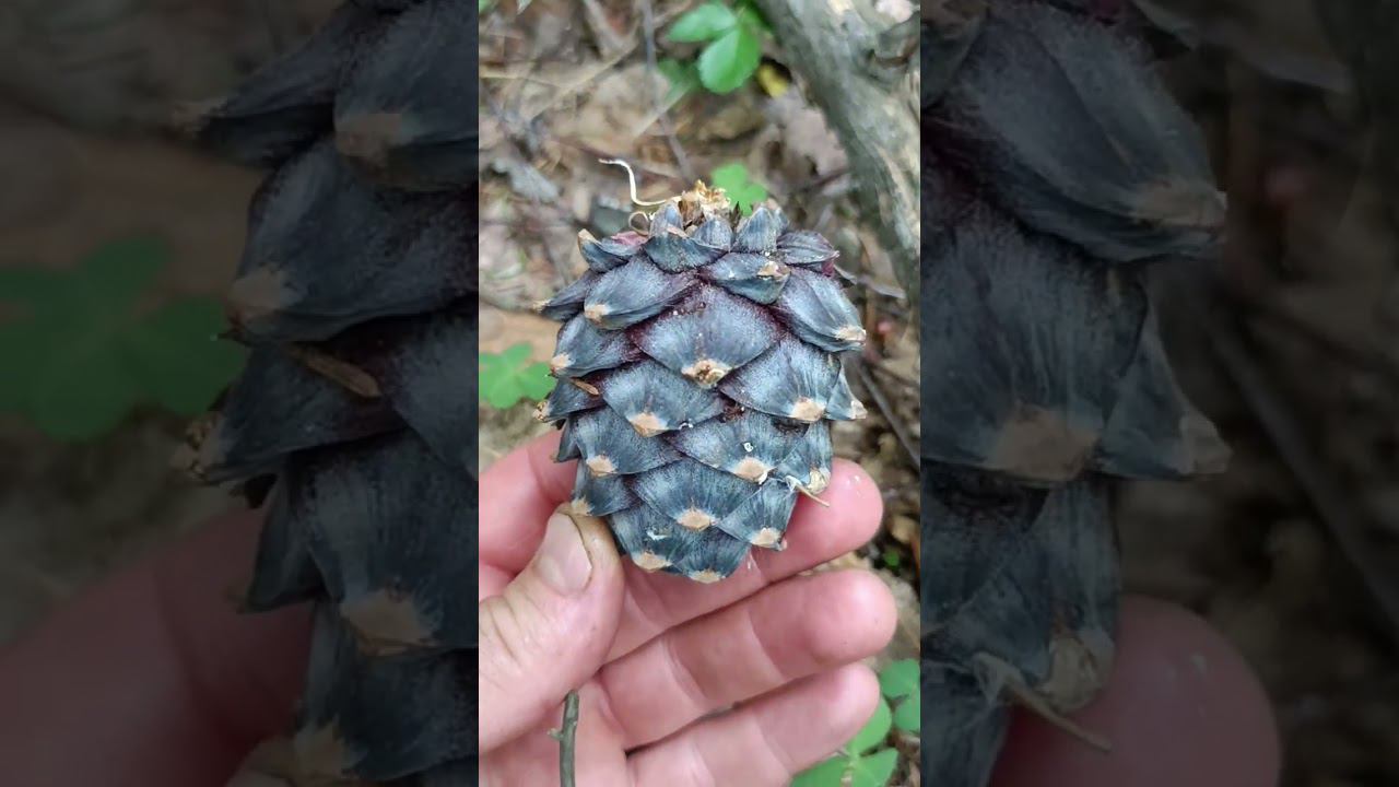 Удачно прогулялся по грибы. Есть и на жарёху и на супчик. смотреть онлайн