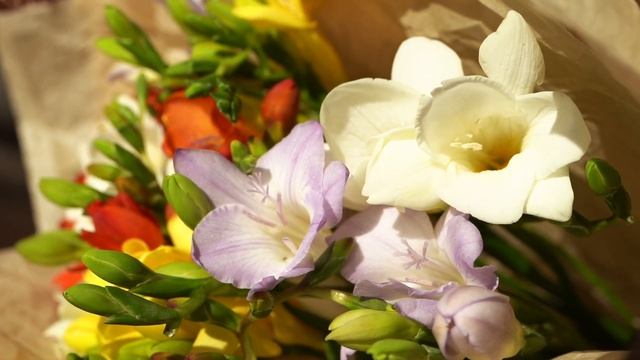 Букет из 15 фрезий микс смотреть онлайн