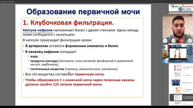 Выделительная система. Видеоуроки на egebio.ru смотреть онлайн