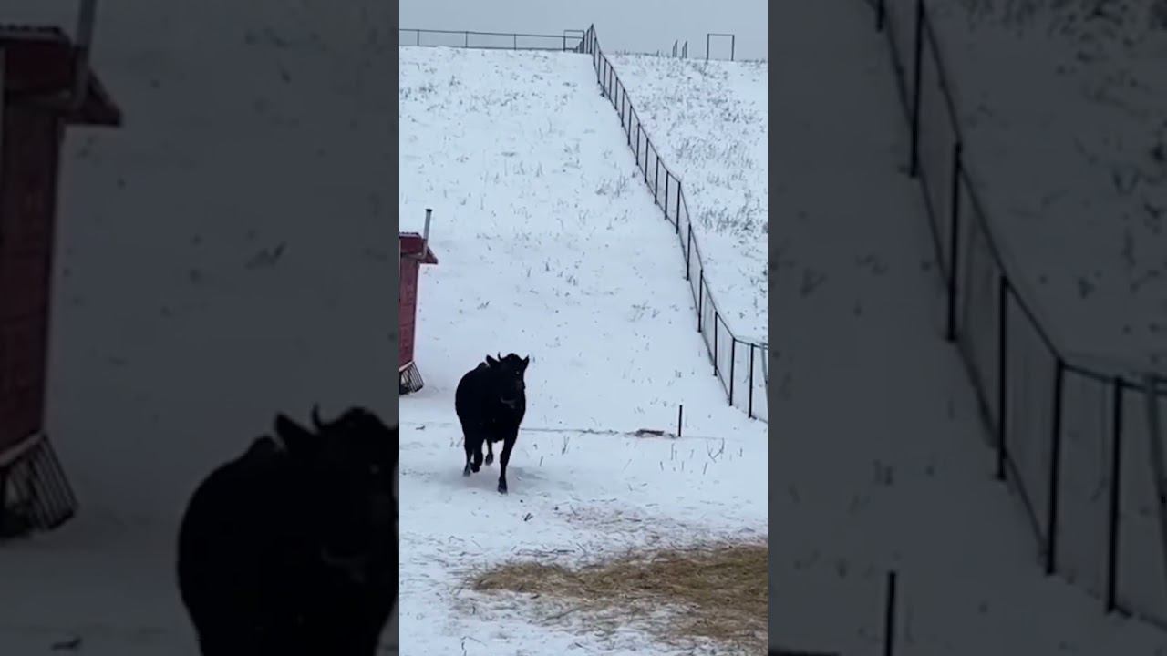 Карина - просто и эффективно #mobilelegends #mlbb #nimverto #nimvertoplay #карина #ml #shorts смотреть онлайн