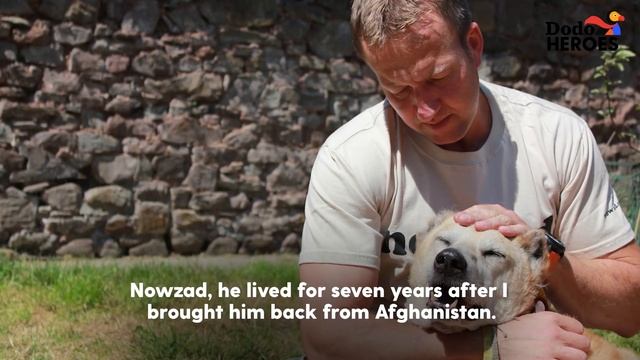 Former Soldier Rescues Dogs In Afghanistan | Dodo Heroes Season 1 смотреть онлайн