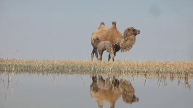 Gobi In Dream (Zuudnii Gobi) Mongolian Long Song
