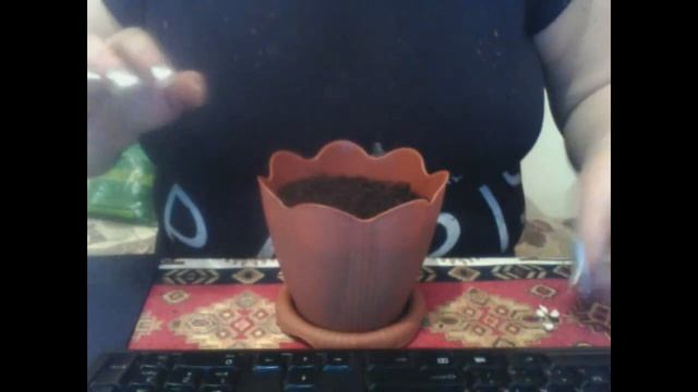 ԻՆչպես աճեցնել մանդարին :КАК ВЫРАСТИТЬ МАНДАРИН ИЗ КОСТОЧКИ В ДОМАШНИХ УСЛОВИЯХ. смотреть онлайн