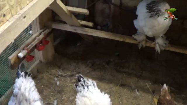 Какую Породу Кур Лучше Выбрать для Дачи Муравейник Птицеводство смотреть онлайн