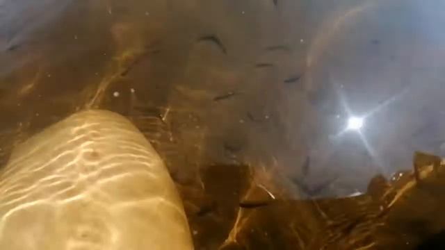 В ТОЛЬЯТТИ ЛУЧШАЯ ВОЛГА НА КОПЫЛОВО! А В ИЮЛЕ МЕНЯ ОБЛЕПИЛИ МАЛЬКИ -YOUTUBE смотреть онлайн