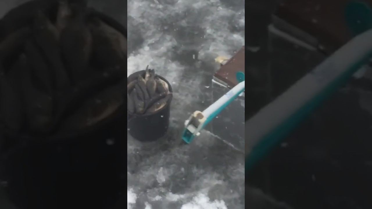 Первый лёд-Ротан #ротан #рыбалкакстово смотреть онлайн