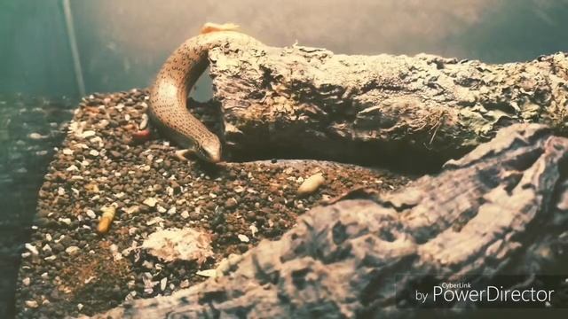 Ocellated Skink (Chalcides ocellatus) смотреть онлайн