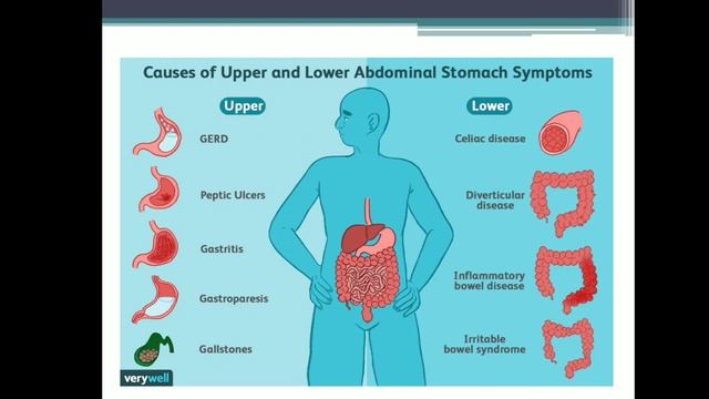 Digestive system-Large intestine and Disorders of GIT смотреть онлайн