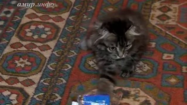 Благовещенка выхаживает котёнка-инвалида, упавшего из окна и отморозившего ...