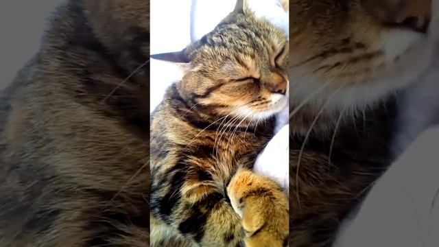 Алиса прикольно спит смотреть онлайн