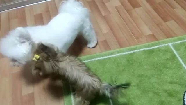 собачки смотреть онлайн