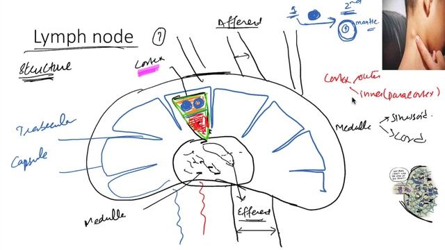 Lymph Node - Immunology | Hindi/Urdu смотреть онлайн