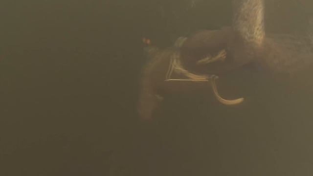 Подводная охота с Лубягиным Максимом в Волгограде. смотреть онлайн