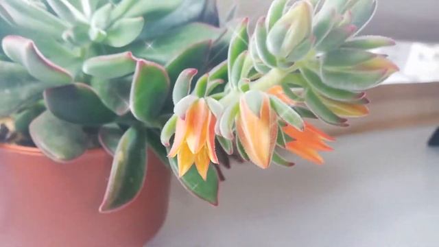 ECHEVERIA PULVINATA RUBY FLORACION‼️?/??? смотреть онлайн