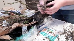 Новый питомник "Крымский дачник": обзор посылки с саженцами роз