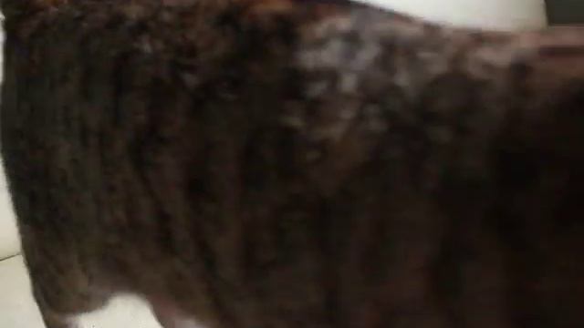 Щенок Русской цветной Болонки и кошка смотреть онлайн