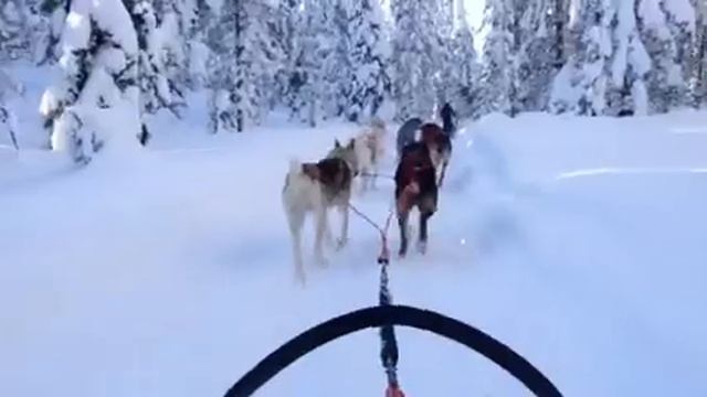 Husky iso syote смотреть онлайн