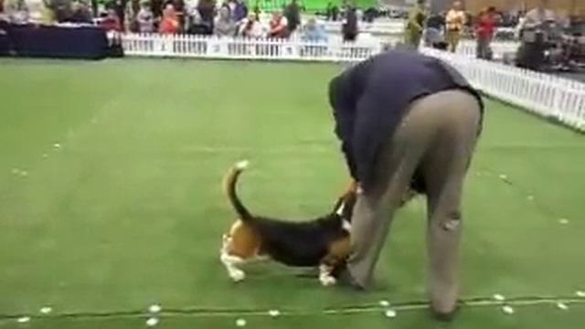 phizam basset hounds