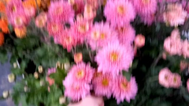 Анжелика розовая корейская кустовая хризантема смотреть онлайн