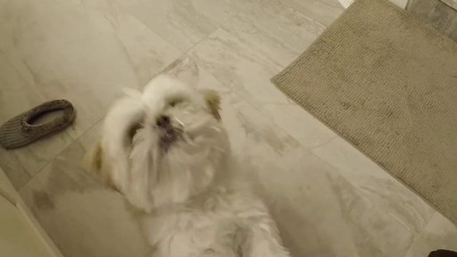 [shih tzu] Momo spinning trick смотреть онлайн