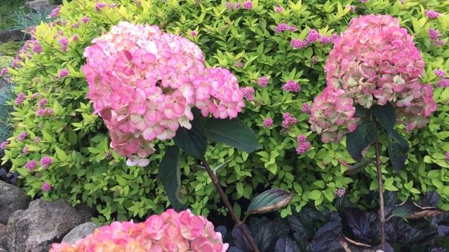 САМАРСКАЯ ЛИДИЯ. РОСКОШНАЯ ГОРТЕНЗИЯ!!!? Описание сорта и сортовые характеристики. смотреть онлайн