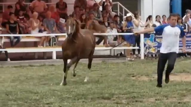 Напевный 2006 (Пилигрим Нагрузка Гусар) смотреть онлайн