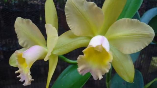 Orquideas Cece Hirono - Ouroeste смотреть онлайн