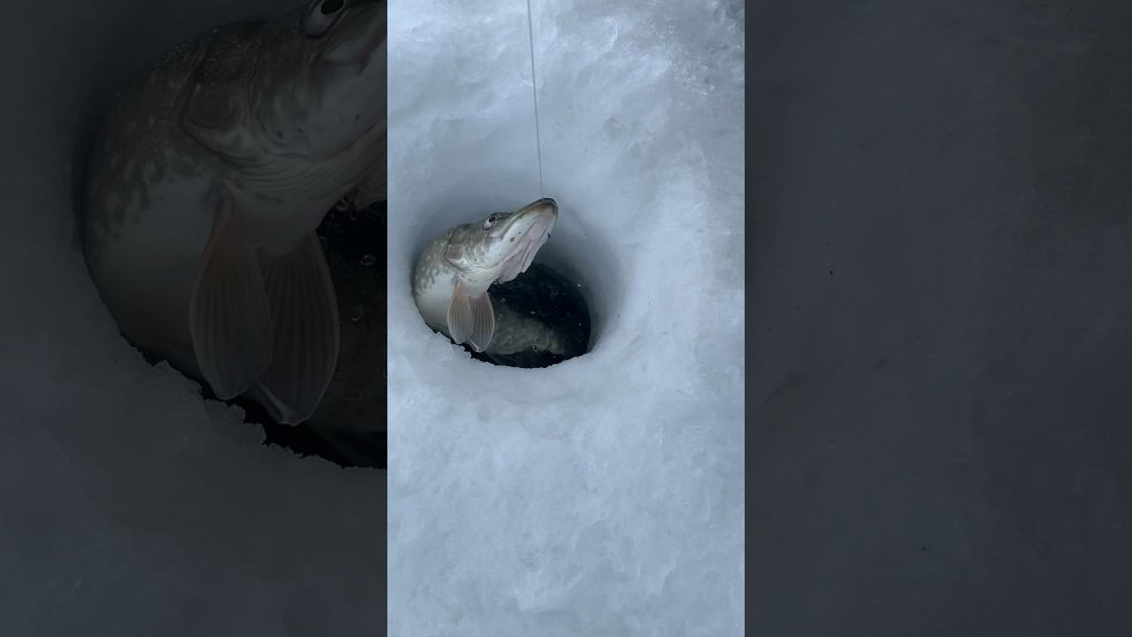 о. Речное 3.03.2024 Костанайская область #ловлящуки смотреть онлайн