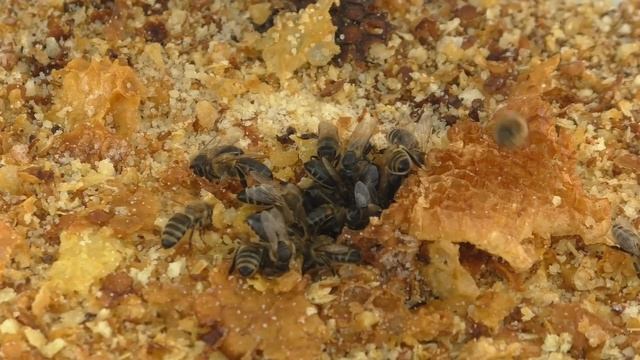 первый признак вируса острого паралича. смотреть онлайн