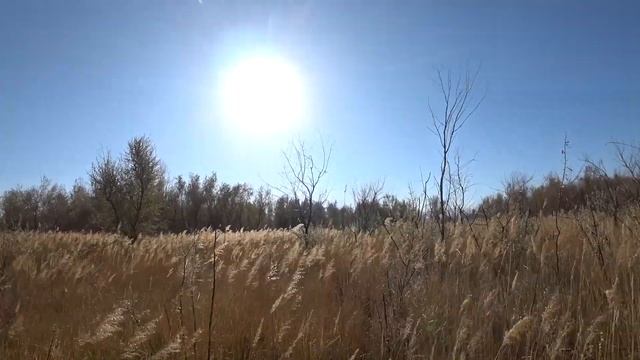 Осенняя охота на фазана 2018